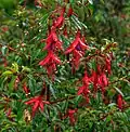Fuchsia magellanica