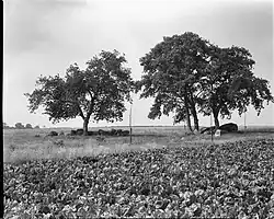 Hunebed hunebed D37 en D36 (rechts), 1962