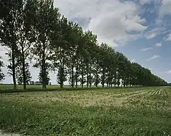 Lange bomenrijen kenmerken het eiland