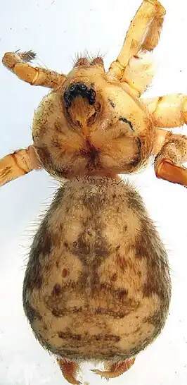 Ovtsharenkoia pallida