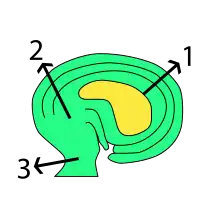 campylotrope zaadknop