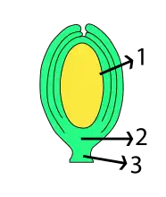 orthotrope zaadknop 1&nbsp;nucellus, 2&nbsp;vaatmerk, 3&nbsp;navelstreng, 4&nbsp;rafe