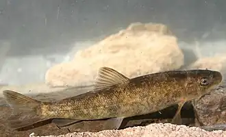 Catostomus fumeiventris