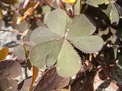 blad met drie blaadjes