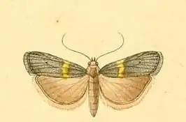 Oxybia transversella