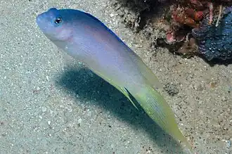 Oxycercichthys veliferus