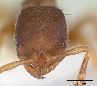 Oxyepoecus reticulatus