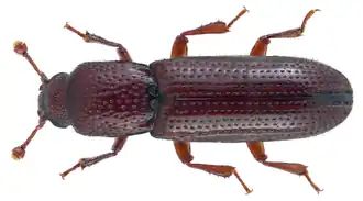Oxylaemus cylindricus