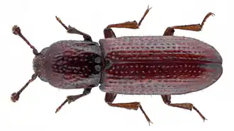 Oxylaemus variolosus
