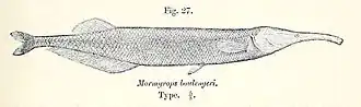 Mormyrops boulengeri