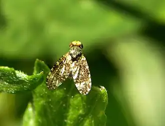 Grote duizendbladboorvlieg