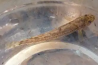 Oxynoemacheilus insignis