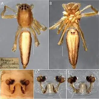Oxyopes attenuatus