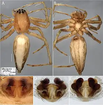 Oxyopes gratus