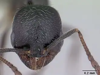 Oxyopomyrmex insularis