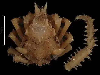 Oxypleurodon bipartitum