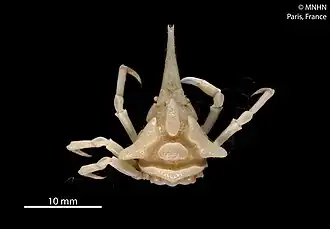 Oxypleurodon difficilis