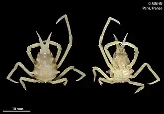 Oxypleurodon karubar