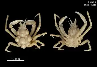 Oxypleurodon mammatum