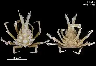 Oxypleurodon stuckiae