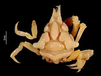 Oxypleurodon tavaresi