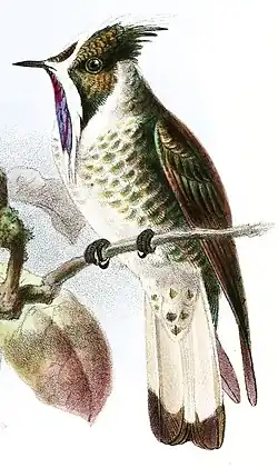 Illustratie uit Ibis 1880 van John Gerrard Keulemans.[3]