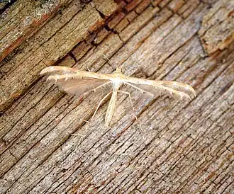 Crombrugghia tristis