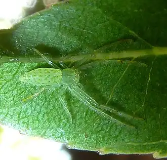 Oxytate argenteooculata