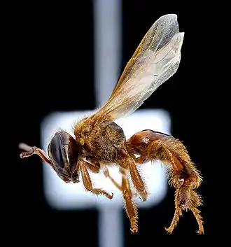 Oxytrigona mellicolor