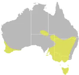Australische stekelstaart