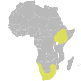 Afrikaanse stekelstaart