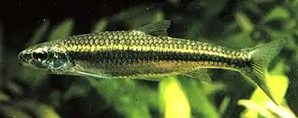 Notropis nubilus
