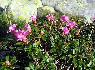Rhododendron myrtifolium