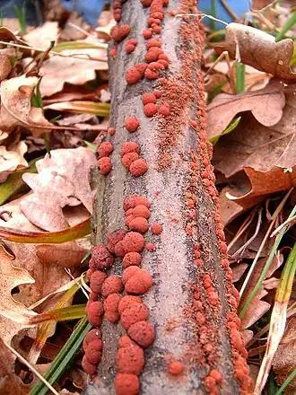 Roestbruine kogelzwam