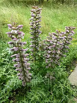 Acanthus spinosus in bloei