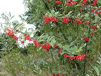 Grote boogcotoneaster