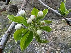 Bloemknoppen van de amandelboom