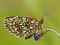 Melitaea athalia Bosparelmoervlinder
