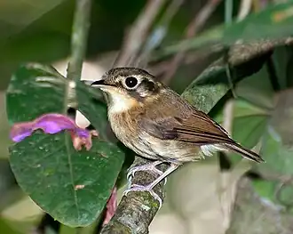 Witkeelbreedbektiran