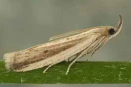 Hypsotropa unipunctella