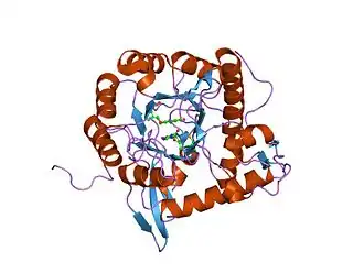 Structuur van IMP-dehydrogenase.[1]