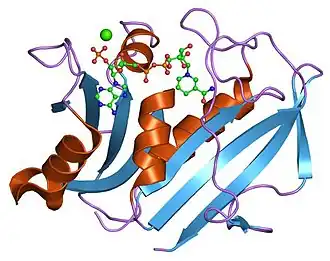 Structuur van dihydrofolaatreductase uit kippenlever. Zie de Protein Data Bank entry: 8DFR.
