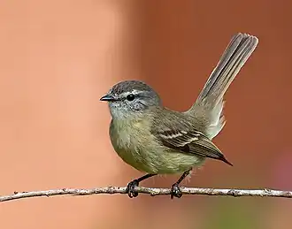Schubkopvliegenpikker