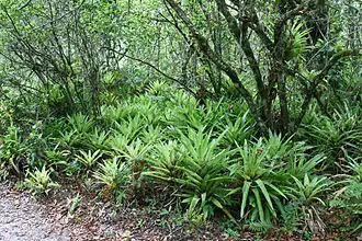 Nationaal park Superagüi