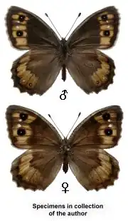 Macedonische heremiet