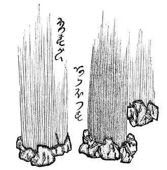 Hyalonema (Hyalonema) sieboldii