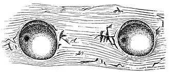 Symbolophorus veranyi