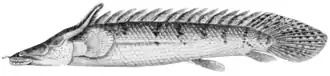 Polypterus congicus