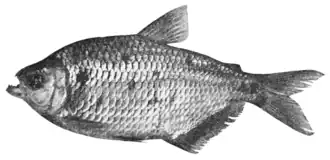 Astyanax bimaculatus