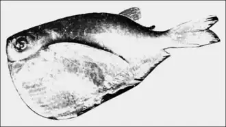 Gestippelde bijlzalm